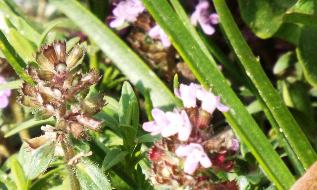 Thymus sp. (Lamiaceae)