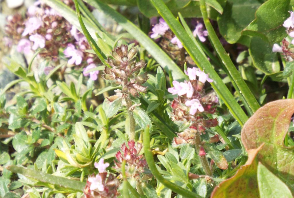 Thymus sp. (Lamiaceae)