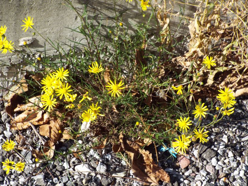 Asteracea: Senecio inaequidens