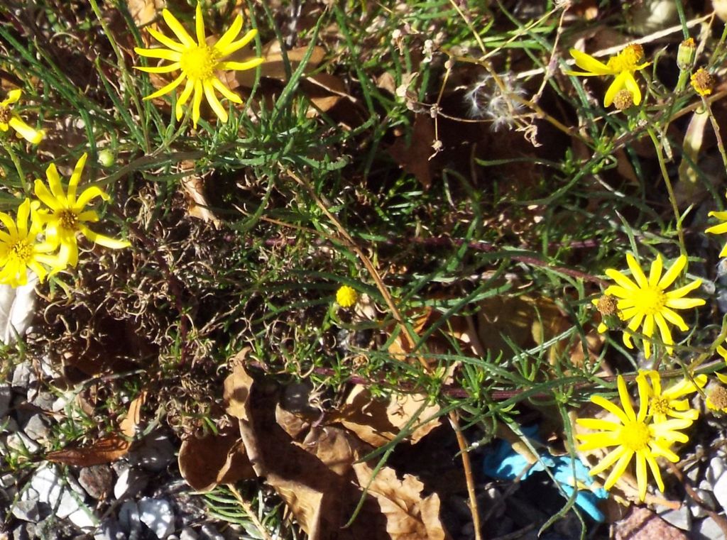 Asteracea: Senecio inaequidens