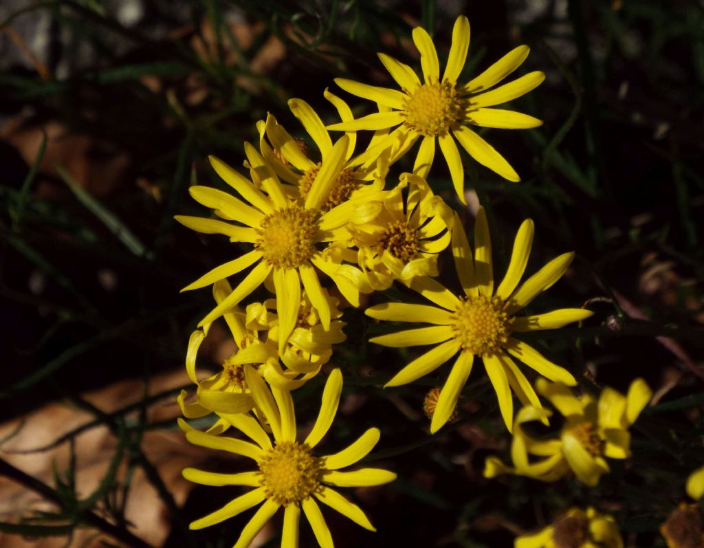 Asteracea: Senecio inaequidens