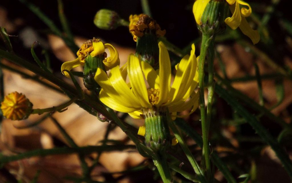 Asteracea: Senecio inaequidens