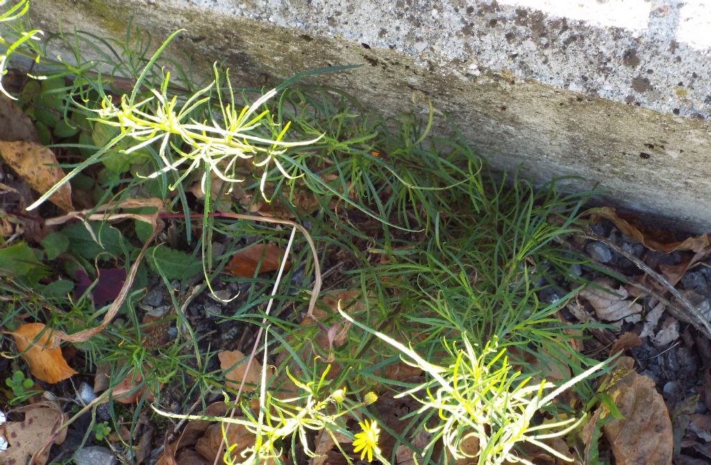 Asteracea: Senecio inaequidens