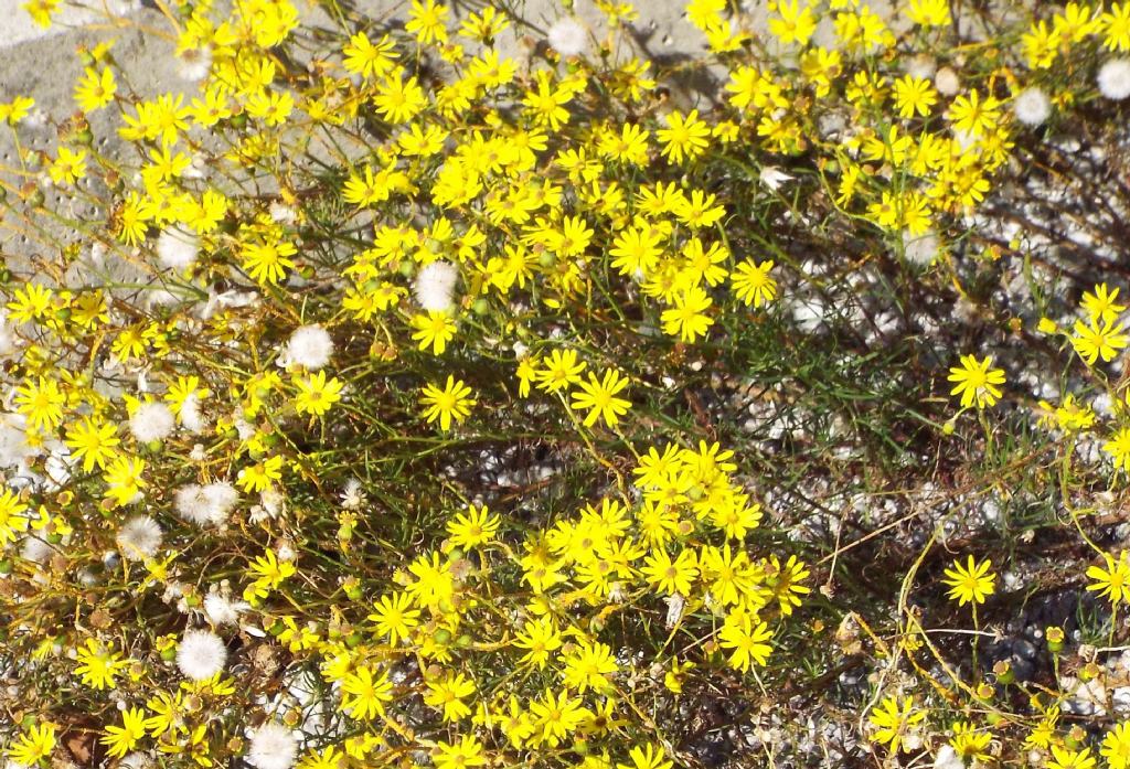 Asteracea: Senecio inaequidens