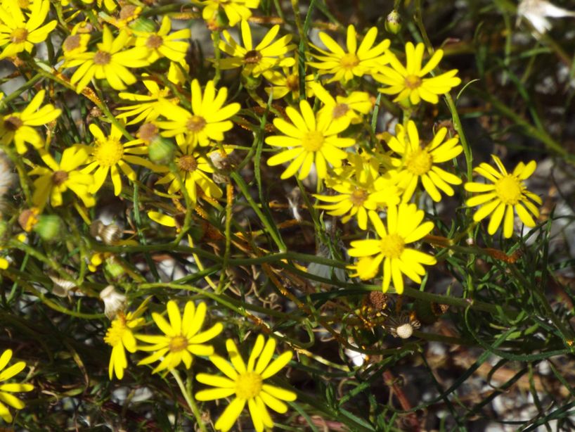 Asteracea: Senecio inaequidens