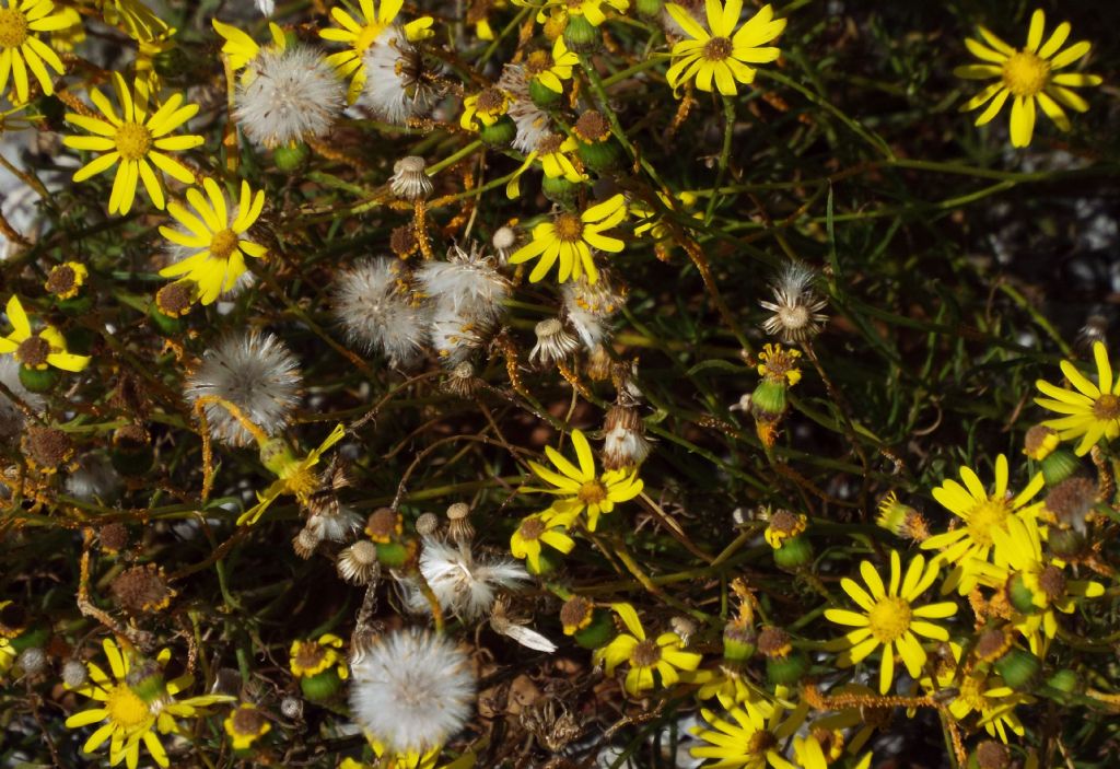 Asteracea: Senecio inaequidens