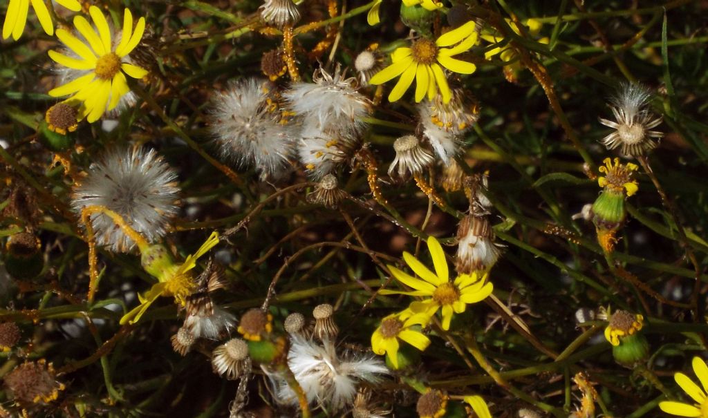 Asteracea: Senecio inaequidens