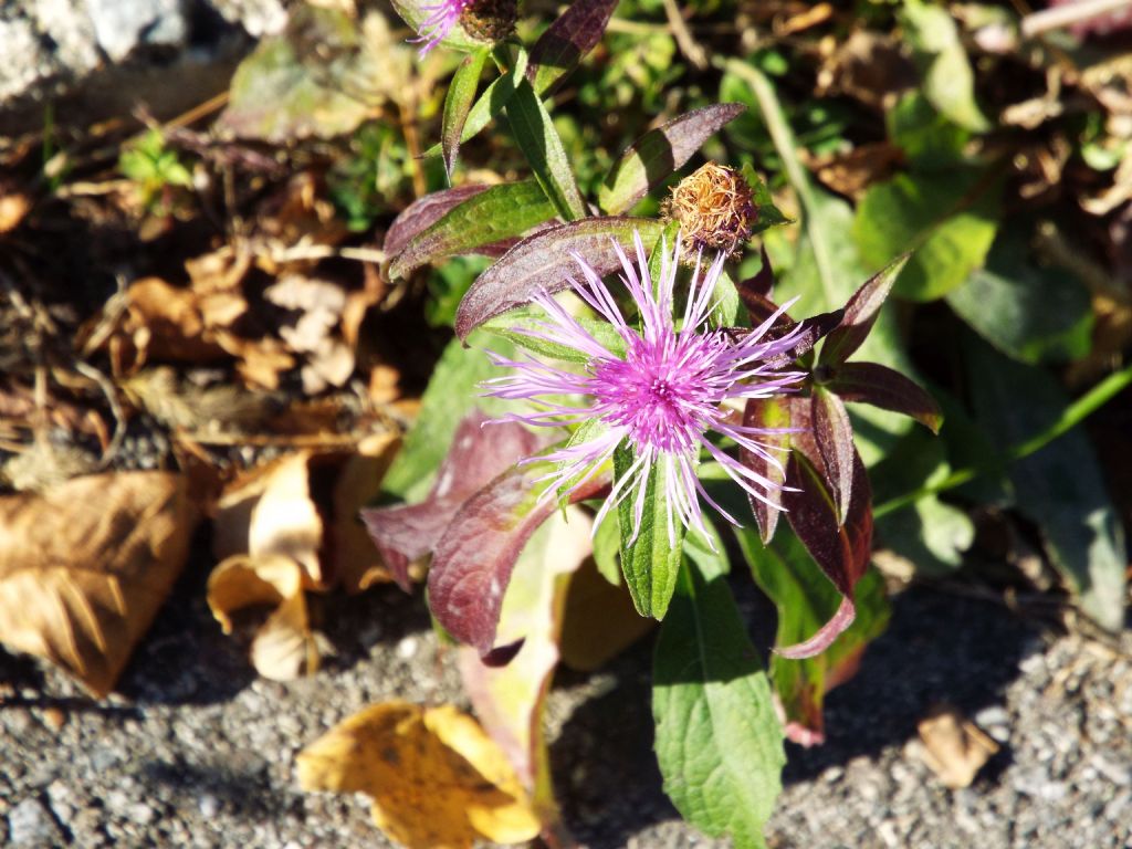 Centaurea nigriscens