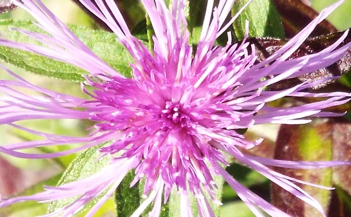 Centaurea nigriscens