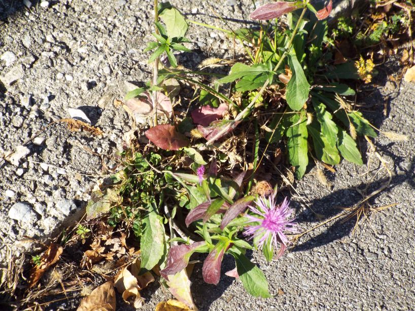 Centaurea nigriscens