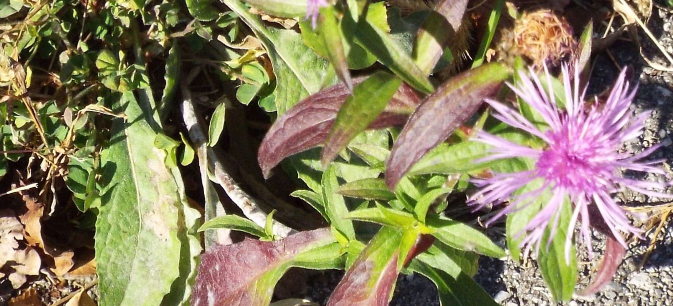 Centaurea nigriscens