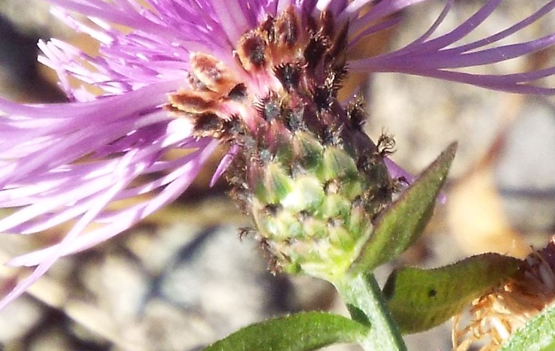 Centaurea nigriscens