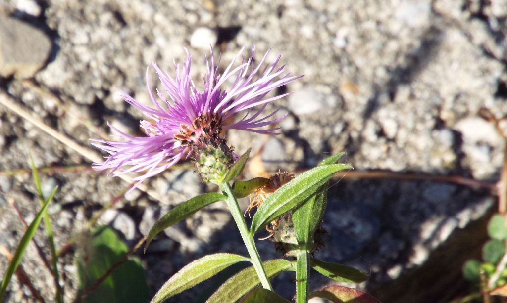 Centaurea nigriscens