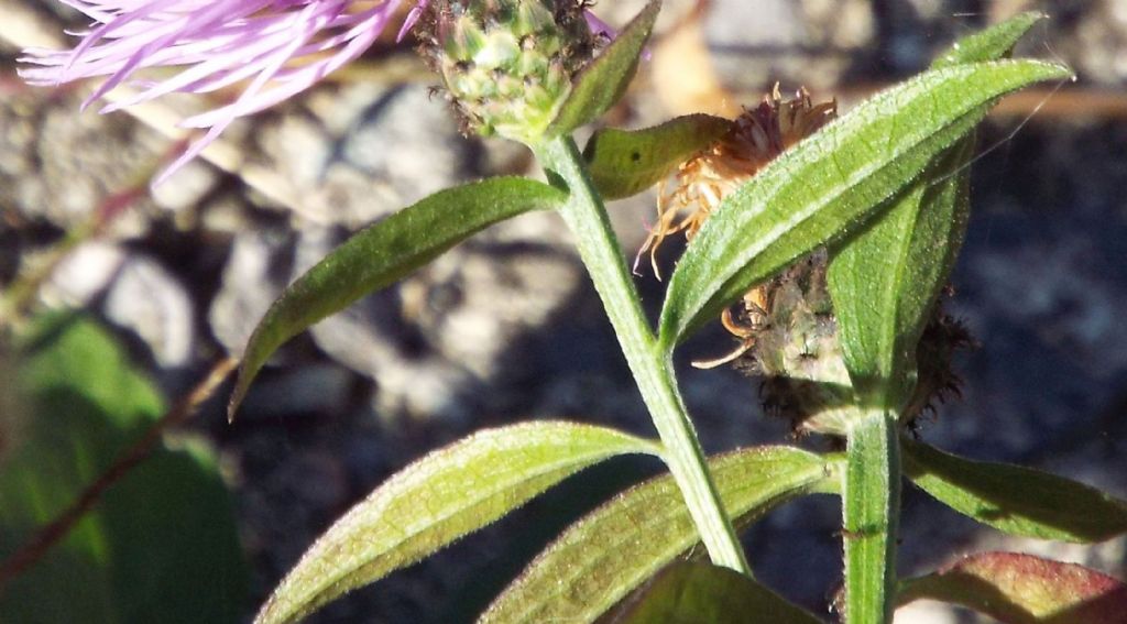 Centaurea nigriscens