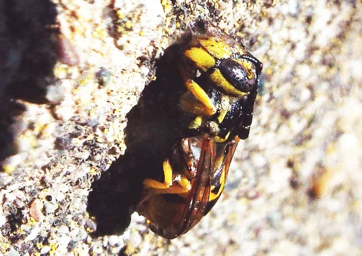 Vespidae: Vespula germanica