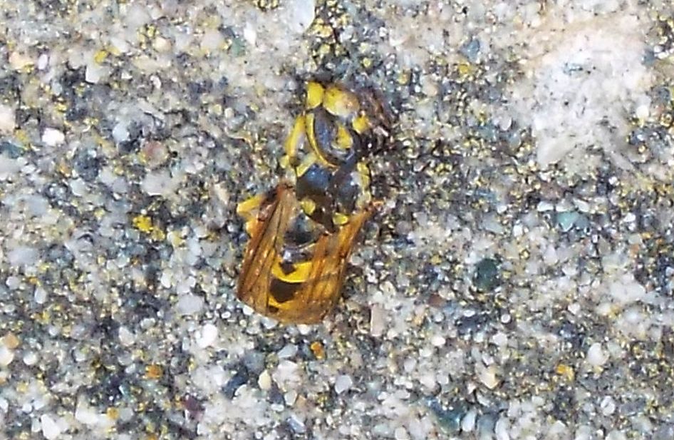 Vespidae: Vespula germanica