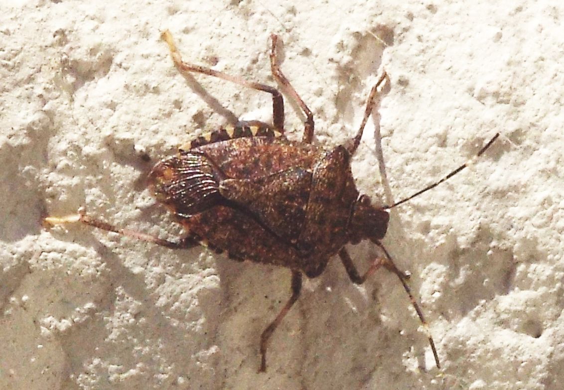 Halyomorpha halys, con 