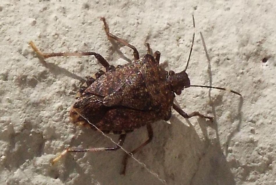 Halyomorpha halys, con 