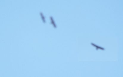 Rapace da identificare: Aquila reale (Aquila chrysaetos)