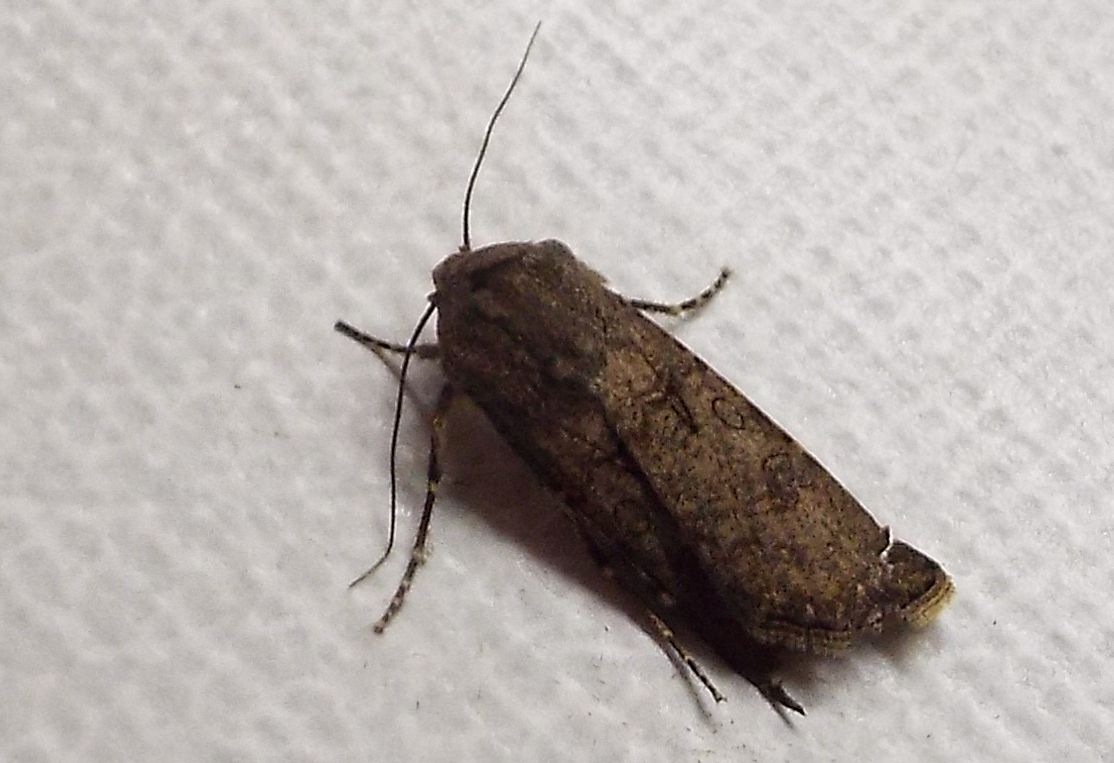 Noctuidae: Agrotis sp. (cfr. Agrotis segetum)