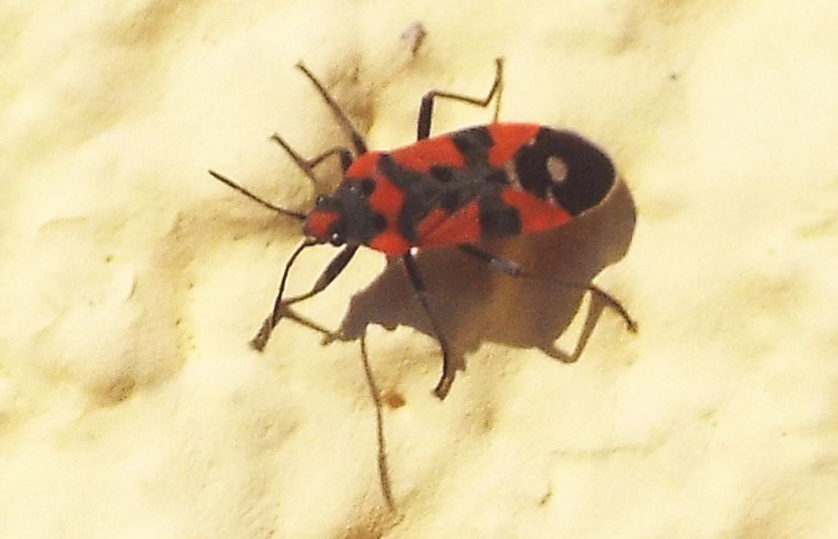 Lygaeidae:  Lygaeus simulans?  No, Lygaeus equestris