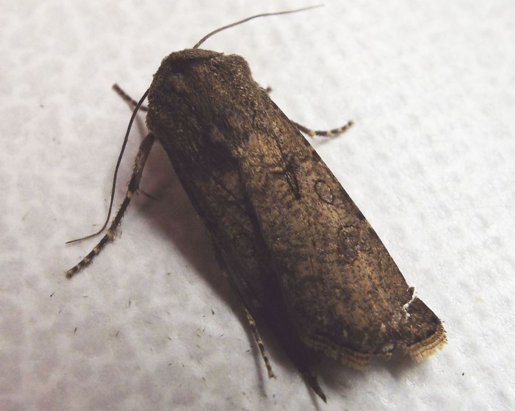 Noctuidae: Agrotis sp. (cfr. Agrotis segetum)