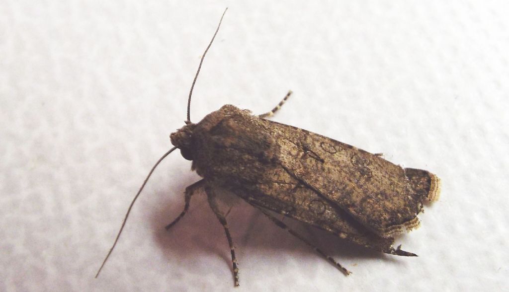 Noctuidae: Agrotis sp. (cfr. Agrotis segetum)