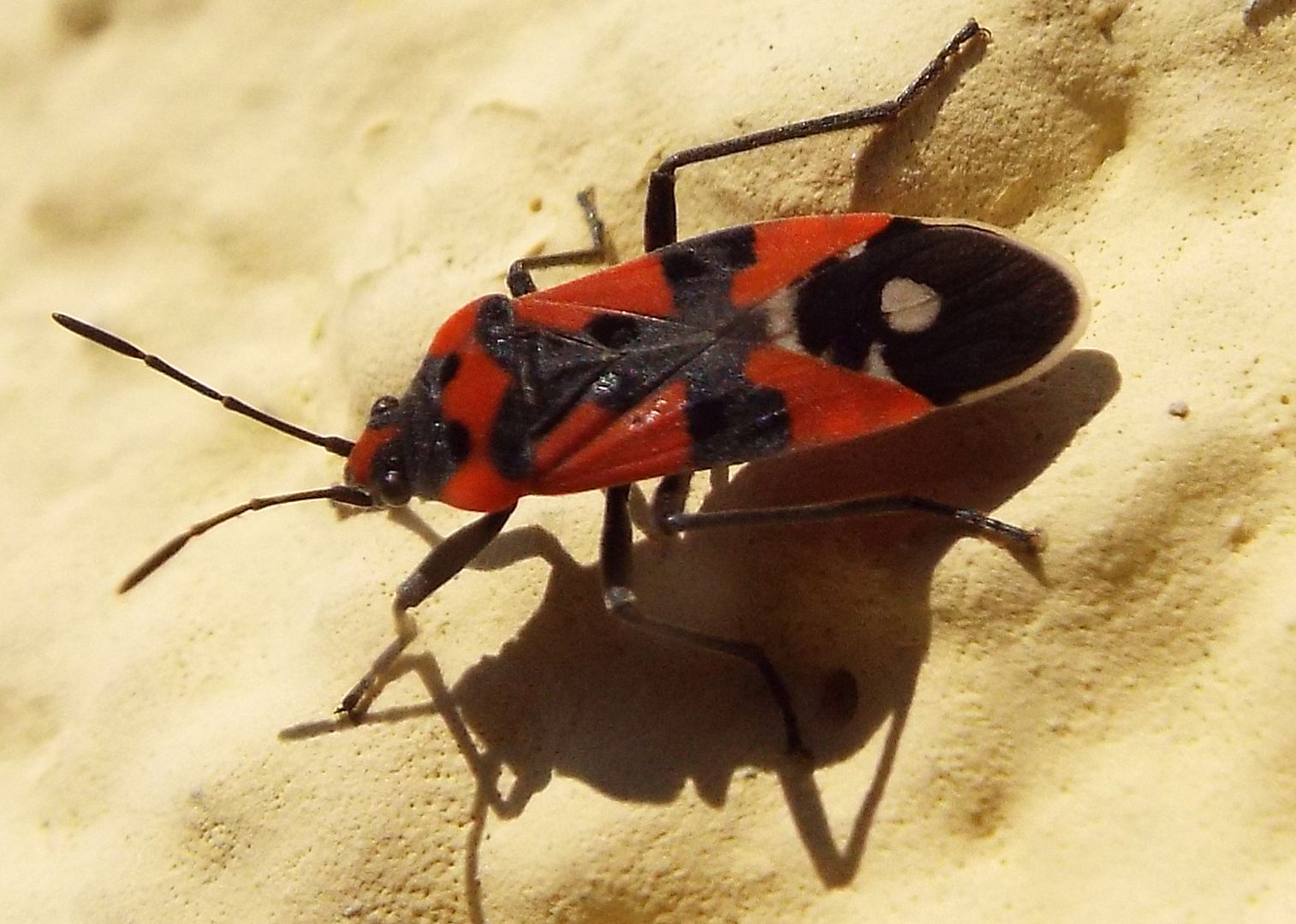 Lygaeidae:  Lygaeus simulans?  No, Lygaeus equestris