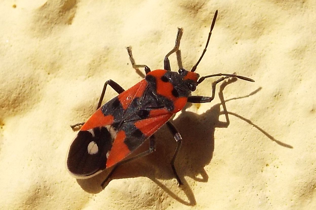 Lygaeidae:  Lygaeus simulans?  No, Lygaeus equestris