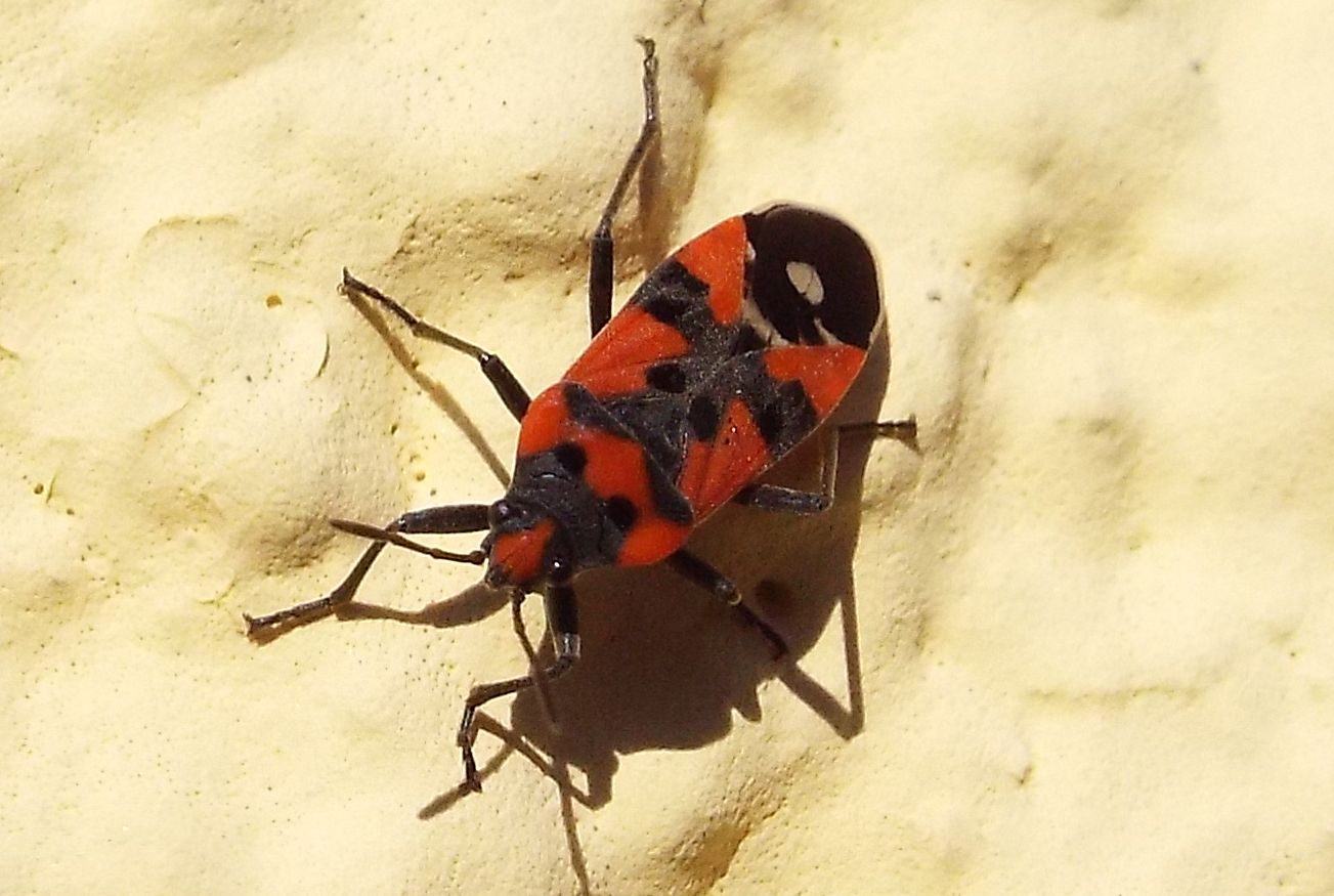 Lygaeidae:  Lygaeus simulans?  No, Lygaeus equestris