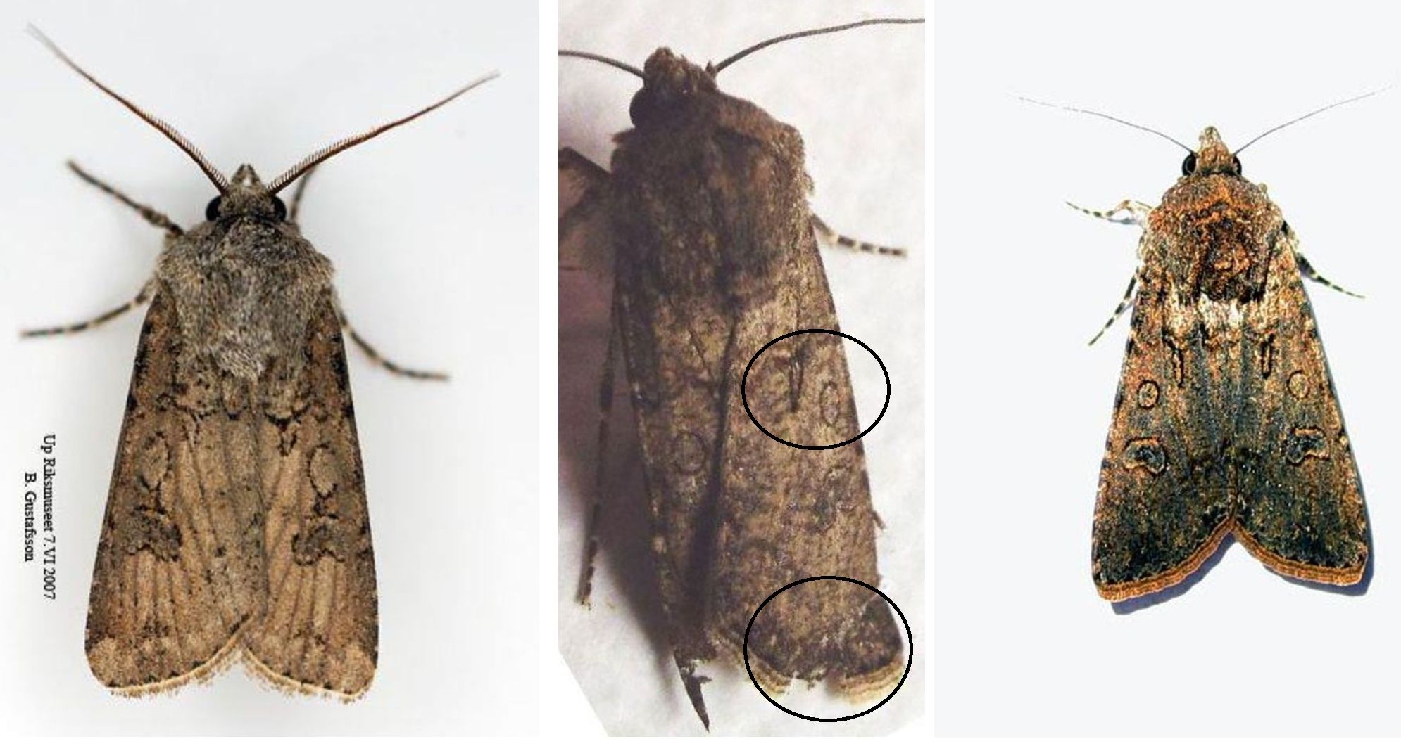 Noctuidae: Agrotis sp. (cfr. Agrotis segetum)