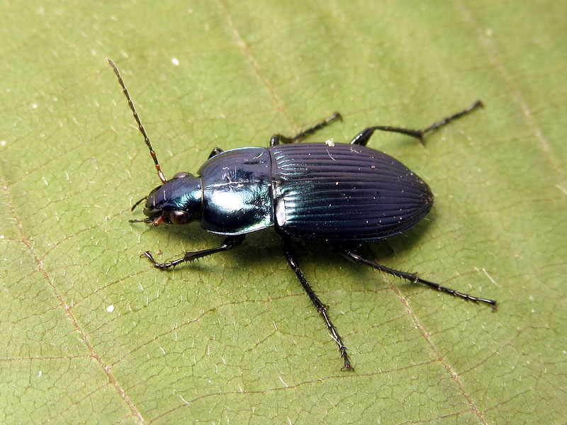 Carabidae: Poecilus versicolor