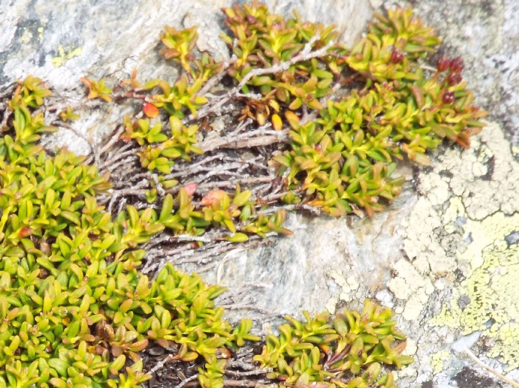 Kalmia procumbens  (Ericaceae)