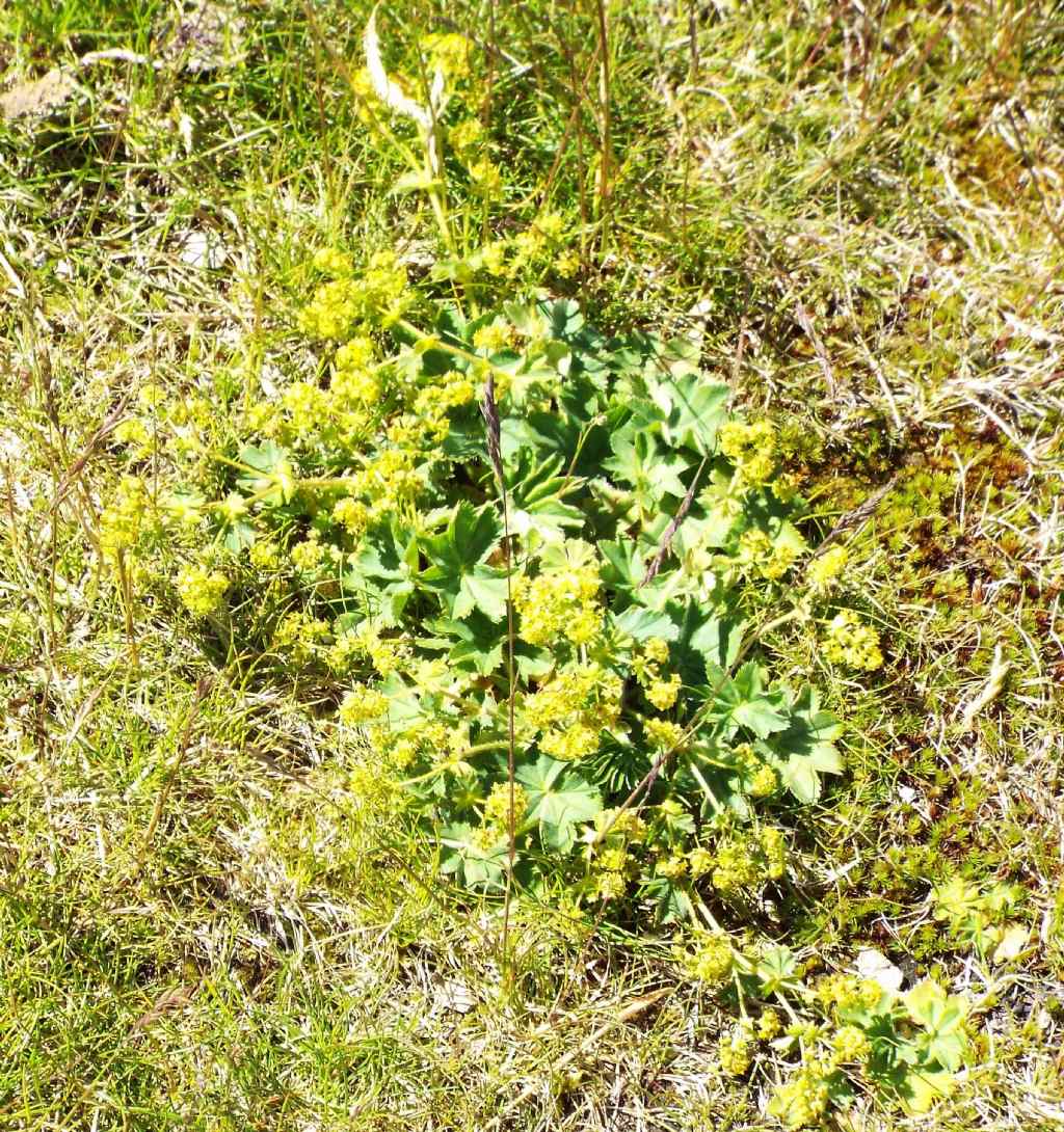 Alchemilla sp. (Rosaceae)