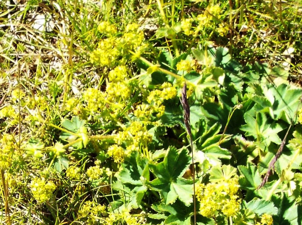 Alchemilla sp. (Rosaceae)