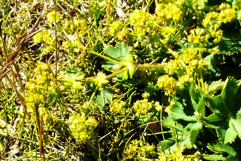 Alchemilla sp. (Rosaceae)