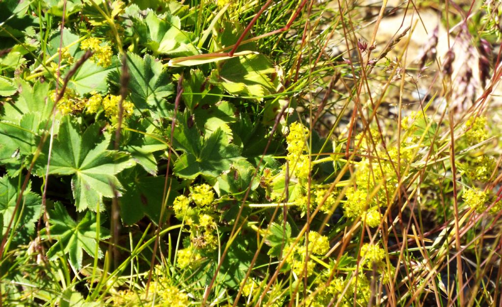 Alchemilla sp. (Rosaceae)