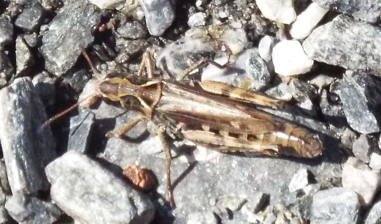 Acrididae da identificare