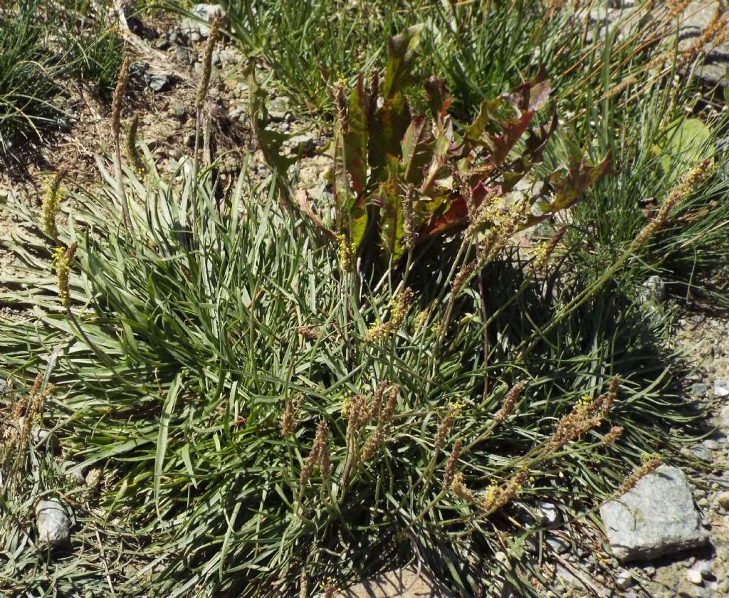Plantago maritima subsp. serpentina