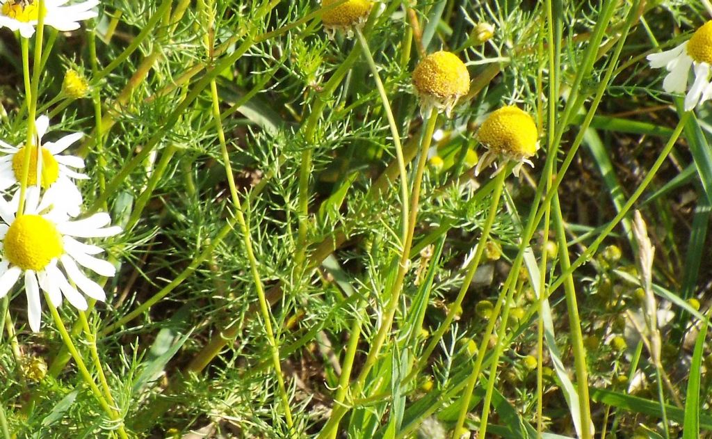 Tripleurospermum inodorum / Camomilla senza odore