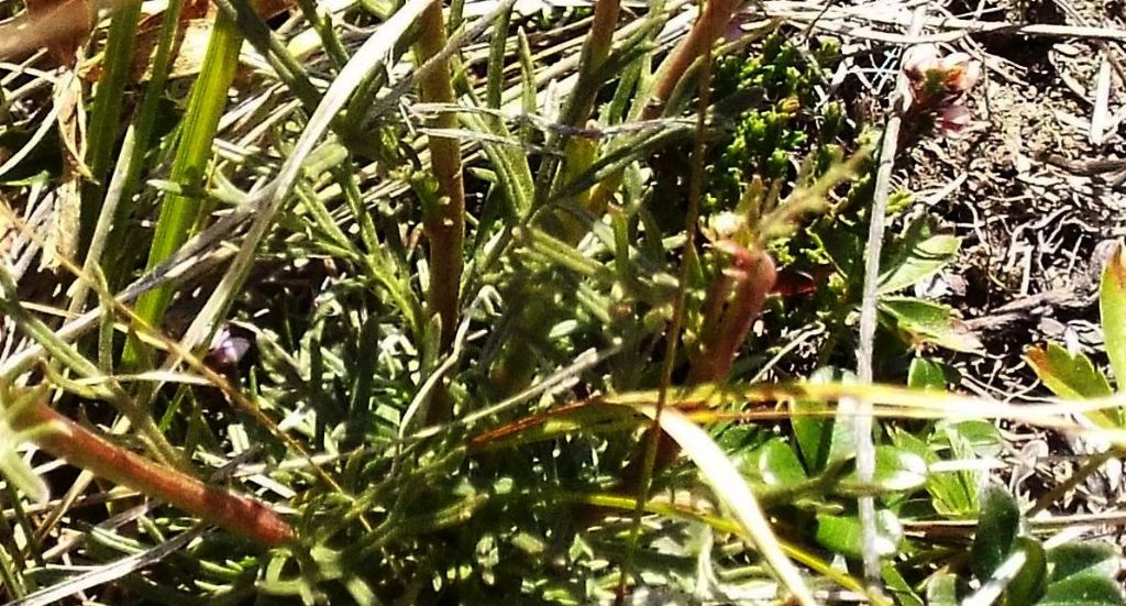 Arnica montana ? No, Jacobaea abrotanifolia