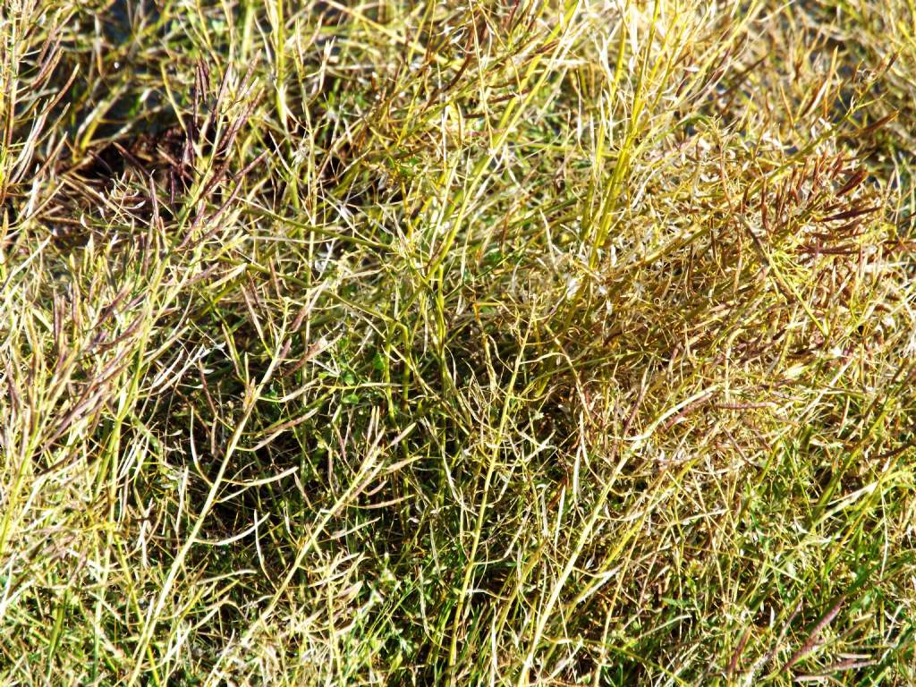 Brassicaceae (solo  fusti e silique):   cfr. Erysimum cheirantoides (???)