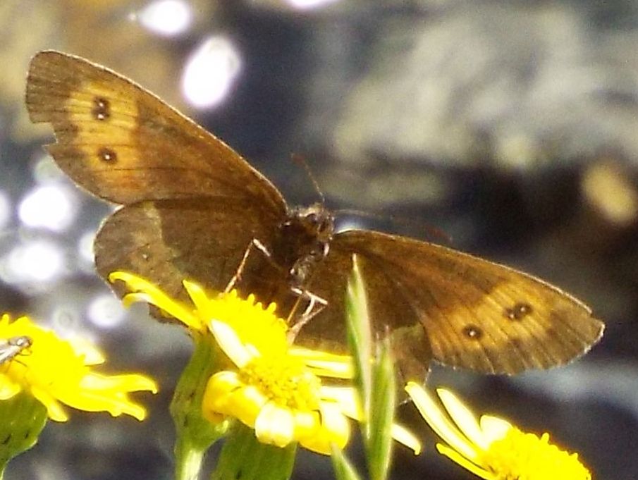 Erebia euryale