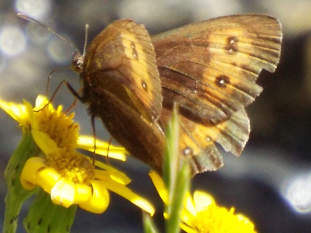 Erebia euryale