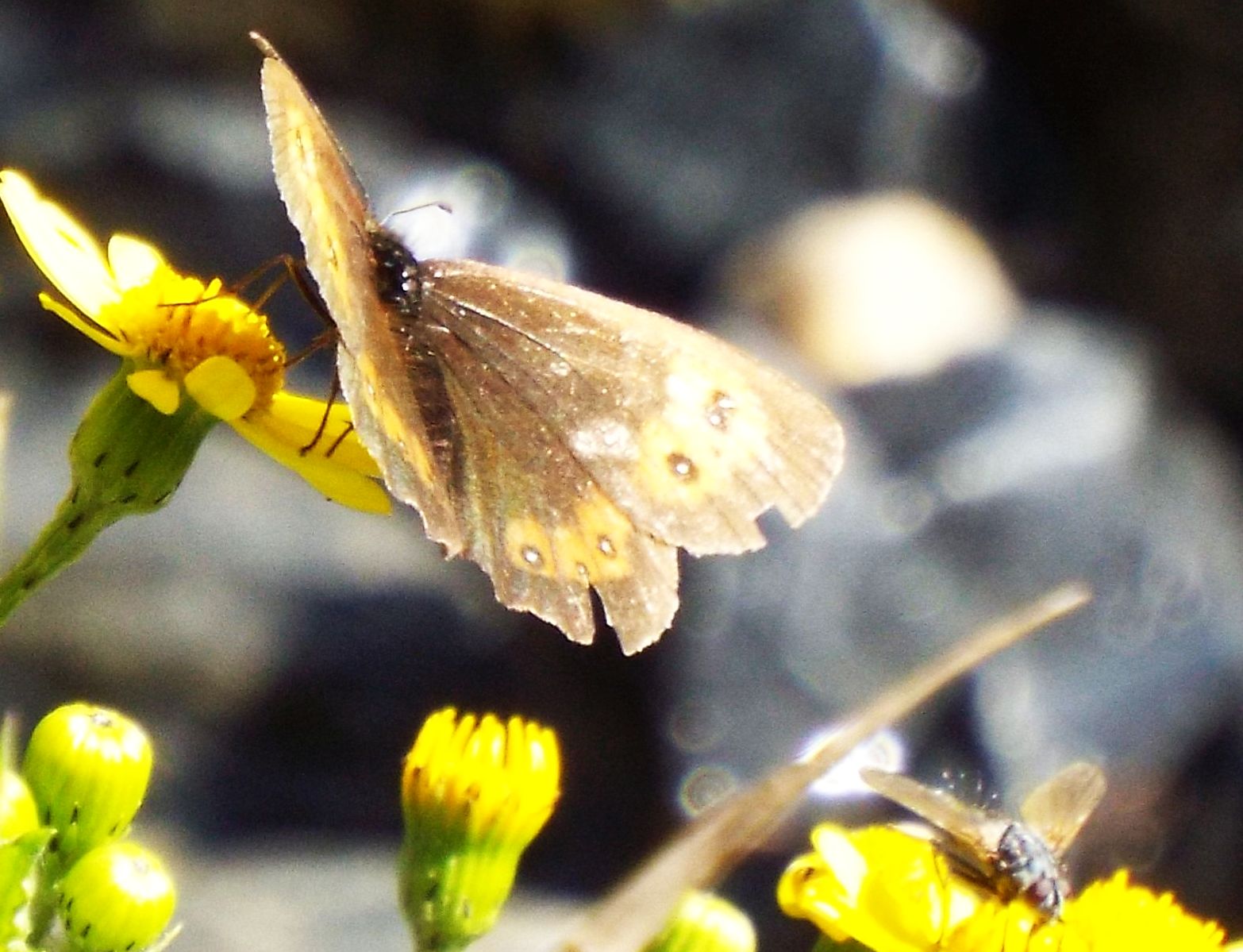 Erebia euryale