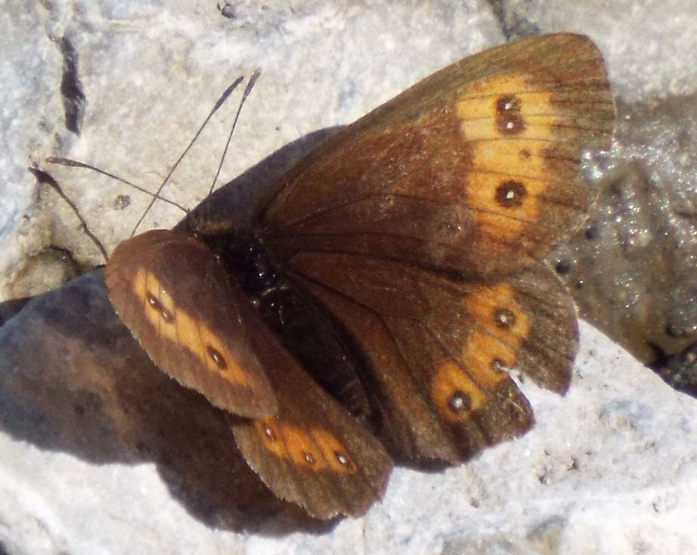 Erebia euryale