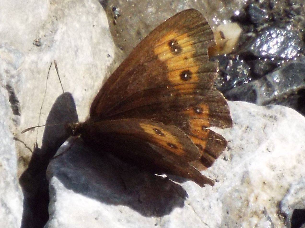 Erebia euryale