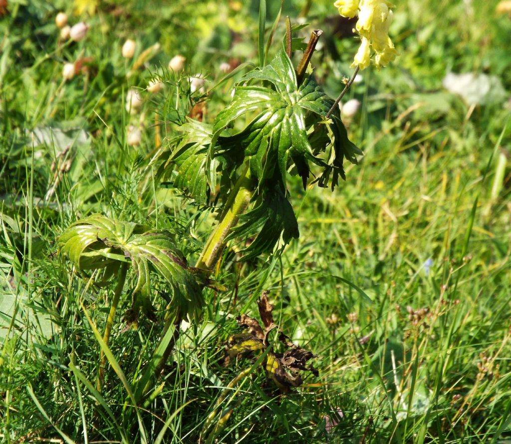 Quale Aconitum?  Aconitum lycoctonum