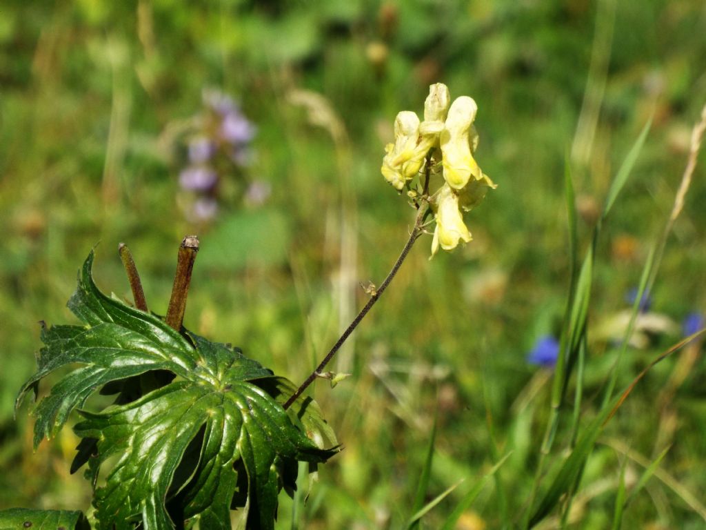 Quale Aconitum?  Aconitum lycoctonum