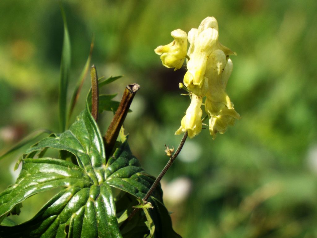 Quale Aconitum?  Aconitum lycoctonum